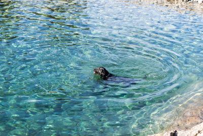 rivers,lakes,trails,dog,cleelum