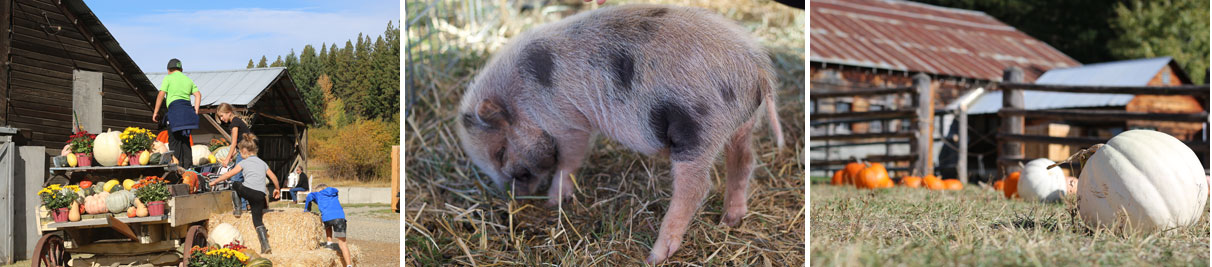 suncadia,harvest,festival,animal,encounters,cleelum