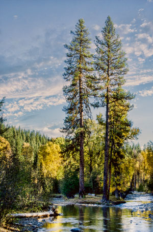 outdoors,trees,cleelum