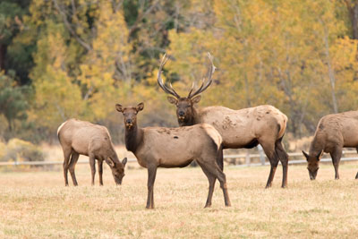 elk,cleelum