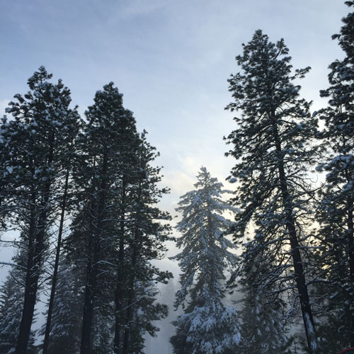 cascade,forest,trees,cleelum