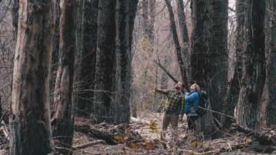 looking,up,forest,cleelum